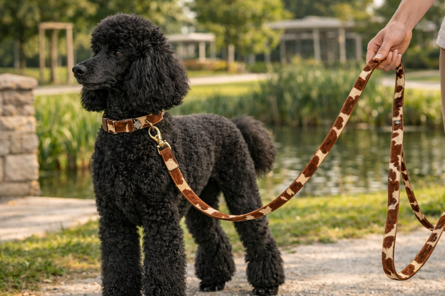 Black Poodle with matching leash and collar