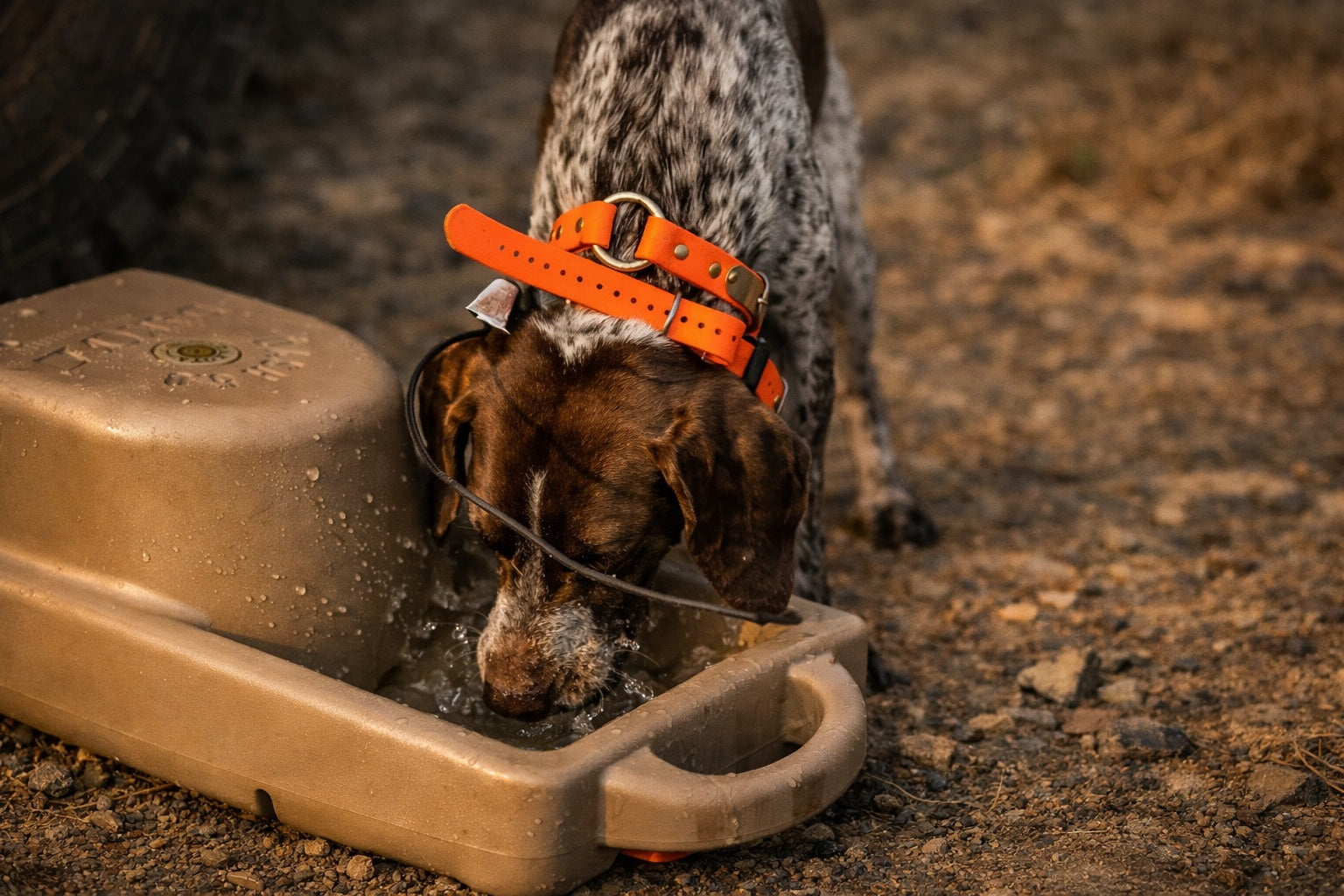 Dog Drinking from Portable antimicrobial Water Bowl