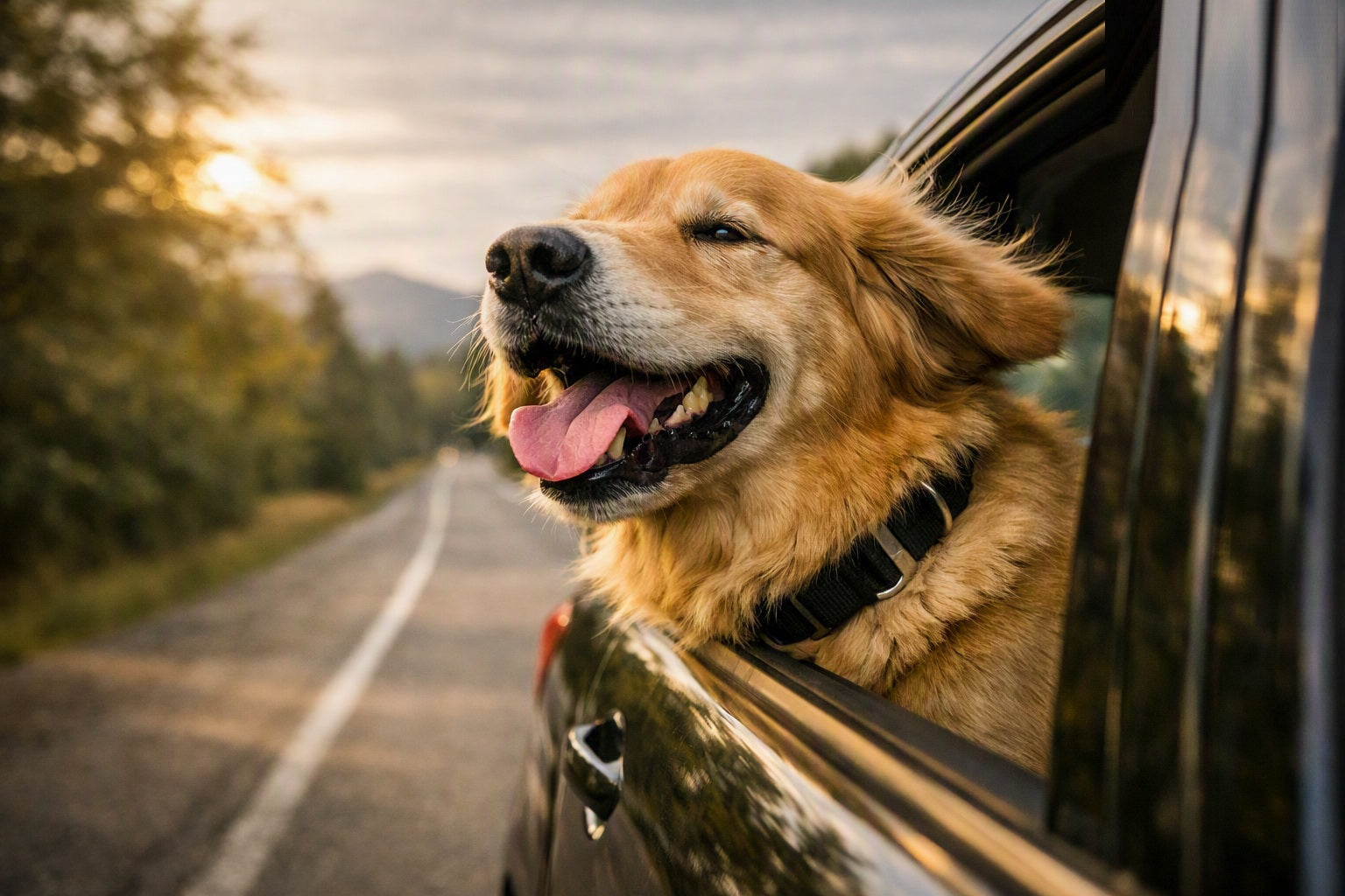 Car Accessories for the Canine Commuter