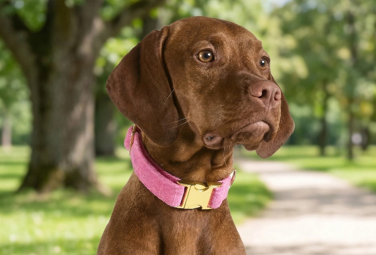 A brown dog wearing a Bowsers pet products pink collar with a gold buckle, photographed outdoors in a park with blurred green trees and a path in the background.