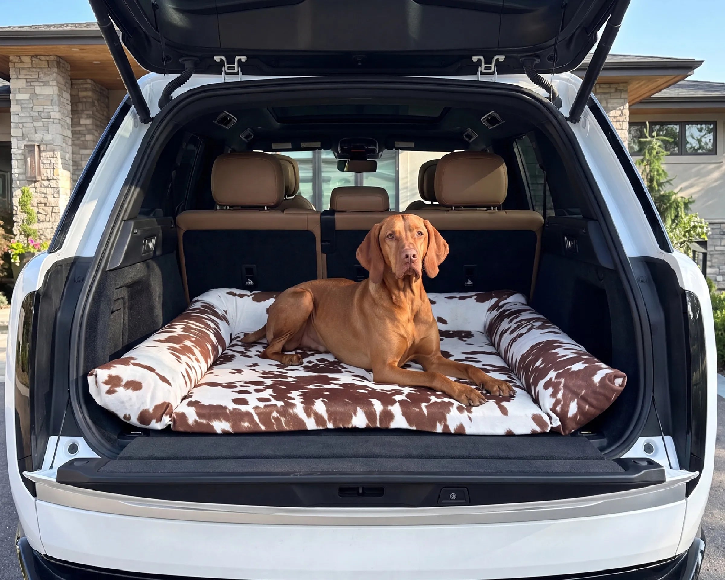 Bowsers SUV Cargo Lounger Dog Bed A brown and white cow-print dog bed with bolster sides is set inside the open trunk of a white SUV, with a brown dog lying on it.