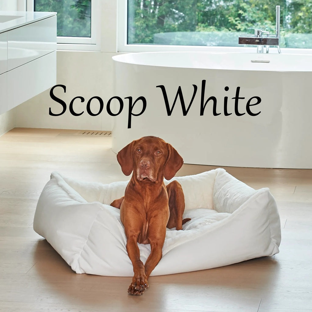 A brown dog sits in a Bowsers pet products white plush pet bed on a light wood floor in a bright modern bathroom. Large text overlay reads 'Scoop White'.