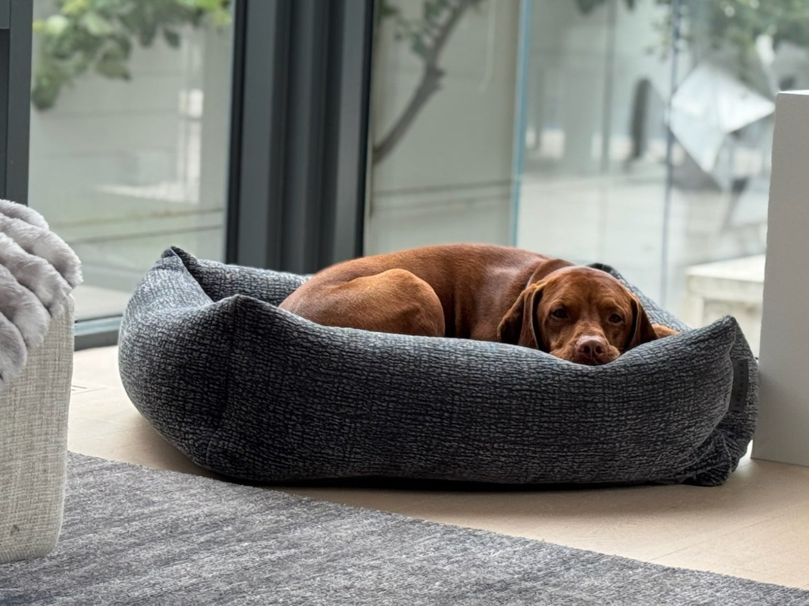 Brown dog in a dark gray textured luxury pet bed near large windows in a modern home, surrounded by soft natural light and greenery outside.
