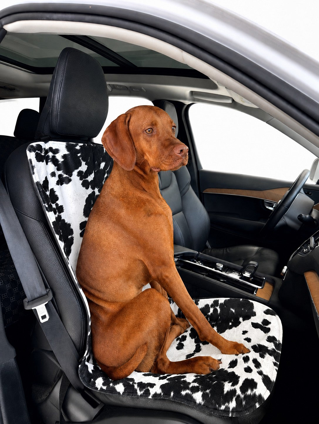 Bowsers Single Seat Cover. A brown dog sits on a black-and-white cow-print car seat cover inside a car interior.