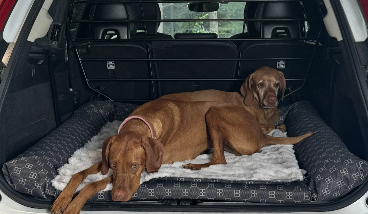 Two brown dogs resting on a black and white patterned car trunk pet bed with a white faux fur mat inside the open trunk of a vehicle.
