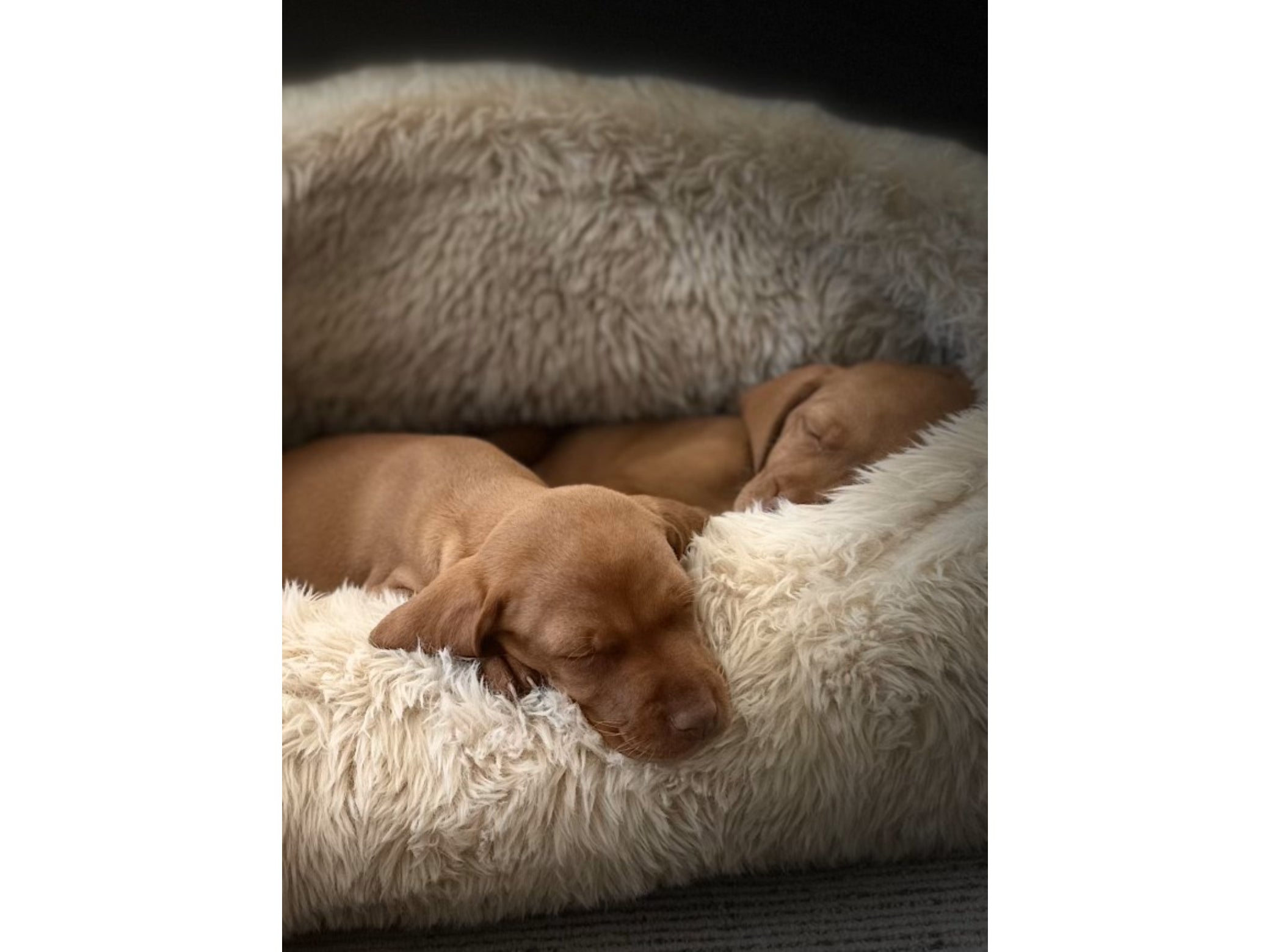 Canopy™ Bed – A Secure Retreat for Dogs Who Crave Comfort and Calm