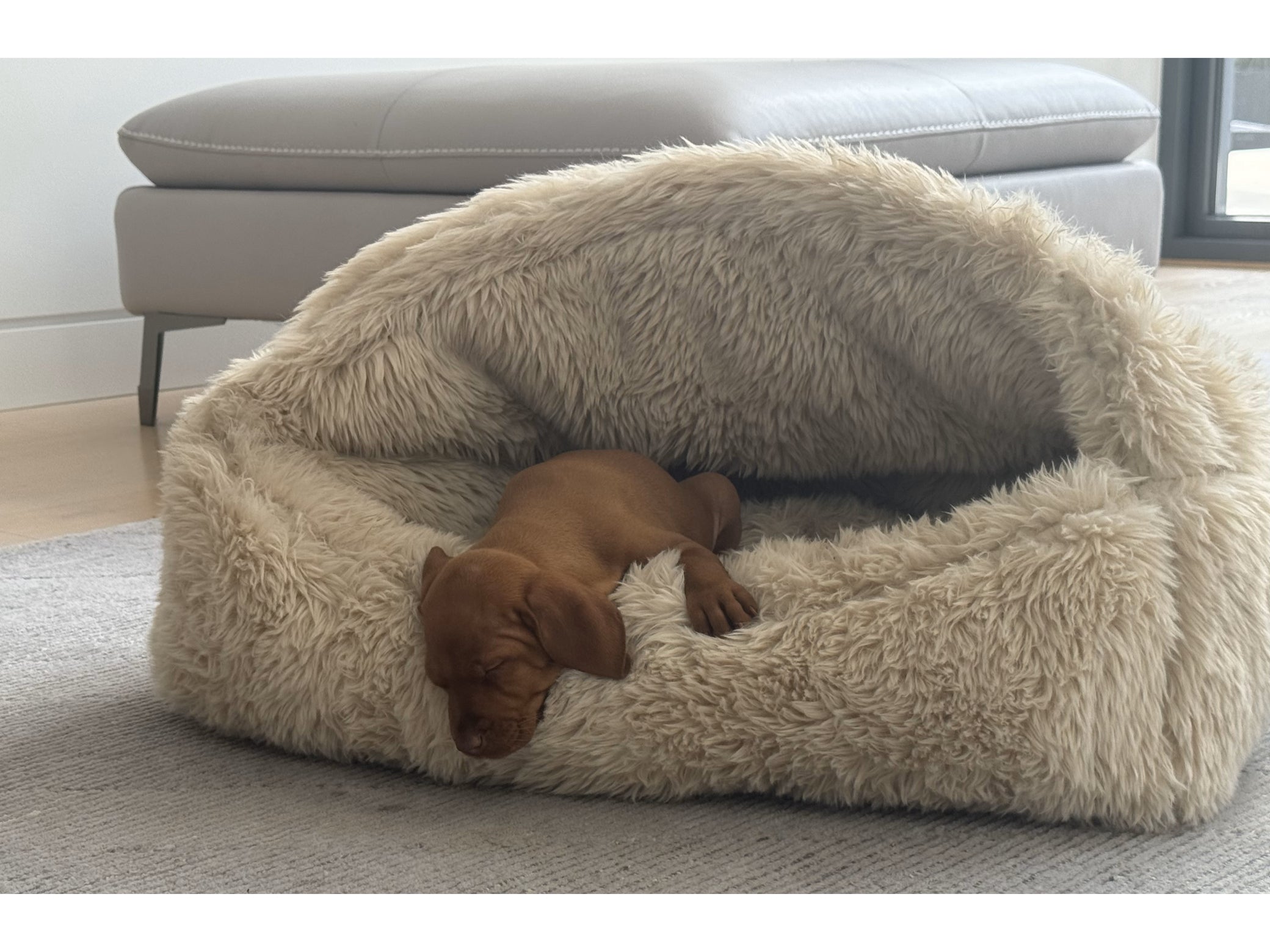 Canopy™ Bed – A Secure Retreat for Dogs Who Crave Comfort and Calm