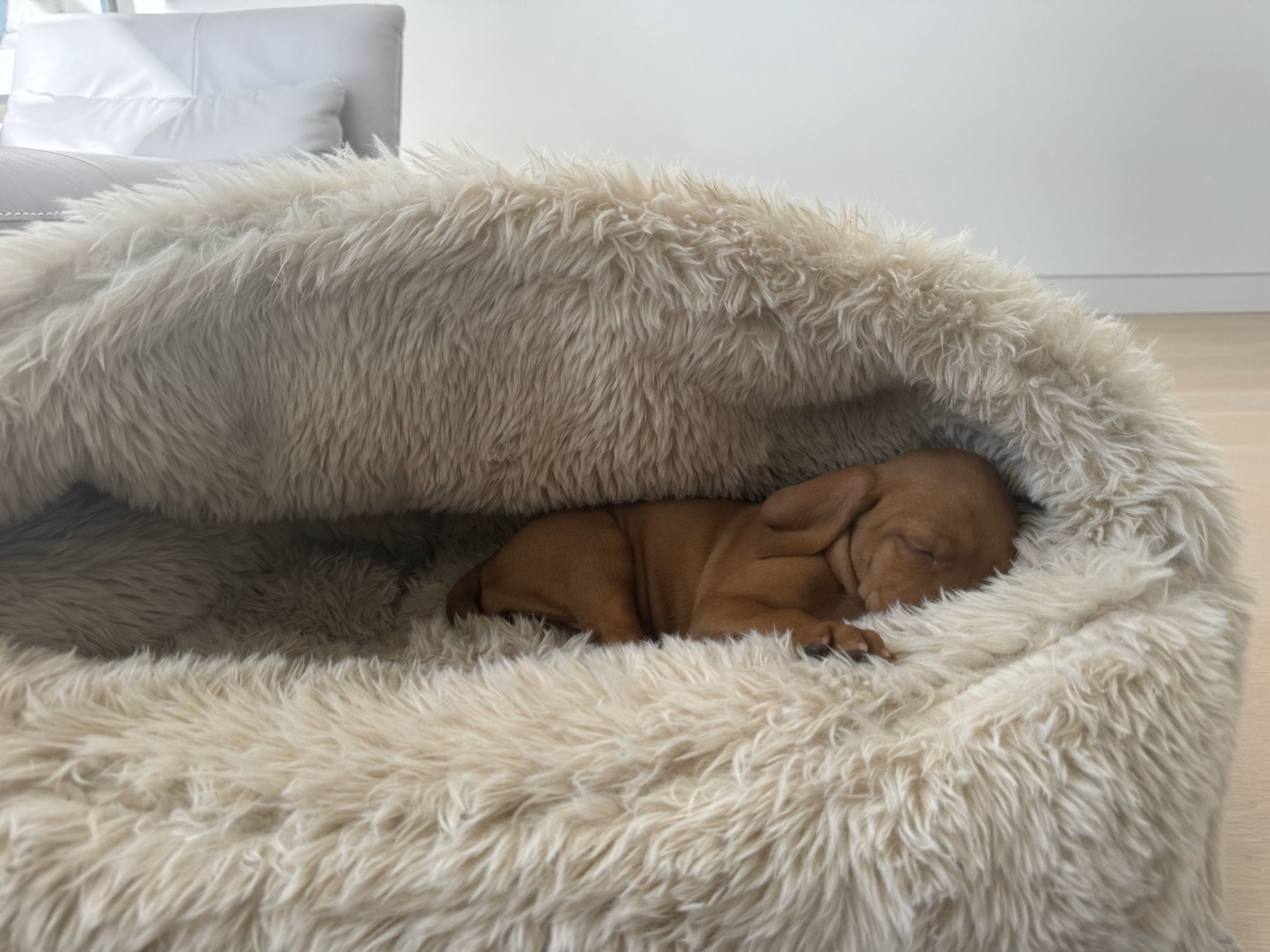 Canopy™ Bed – A Secure Retreat for Dogs Who Crave Comfort and Calm