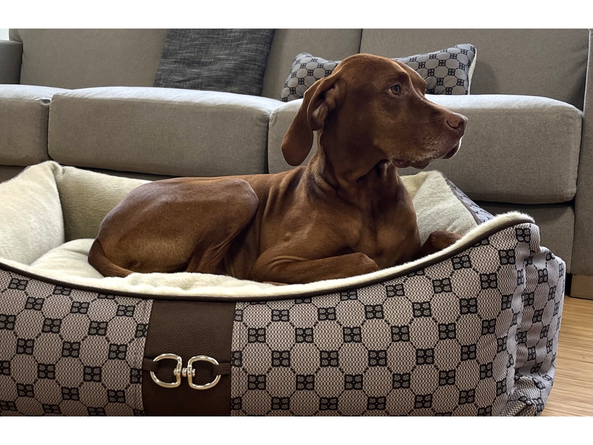 Signature Nior or Coco Scoop Dog Bed