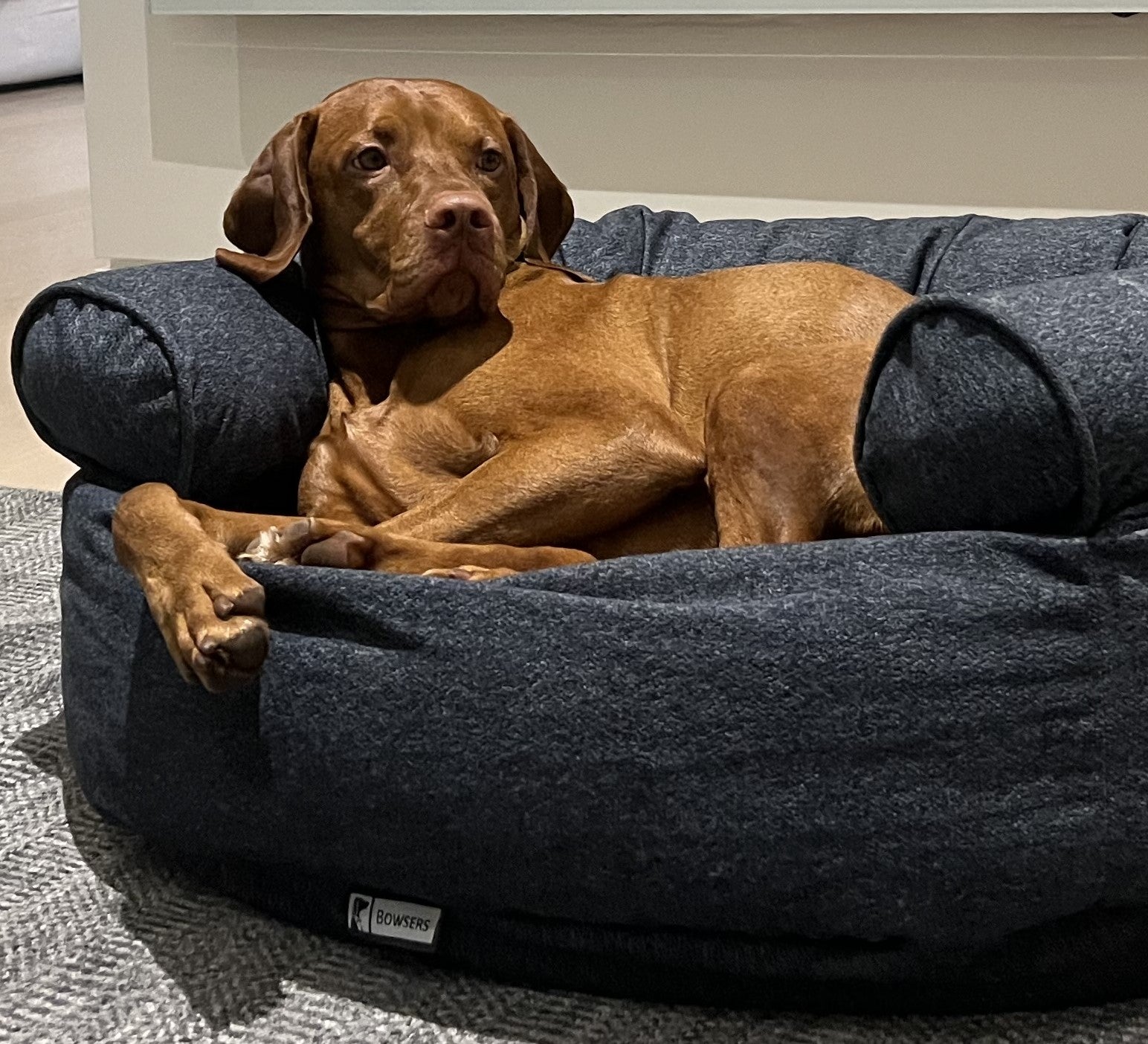 Double Donut Bed — Luxury Bolstered Dog Sofa for Elevated Comfort