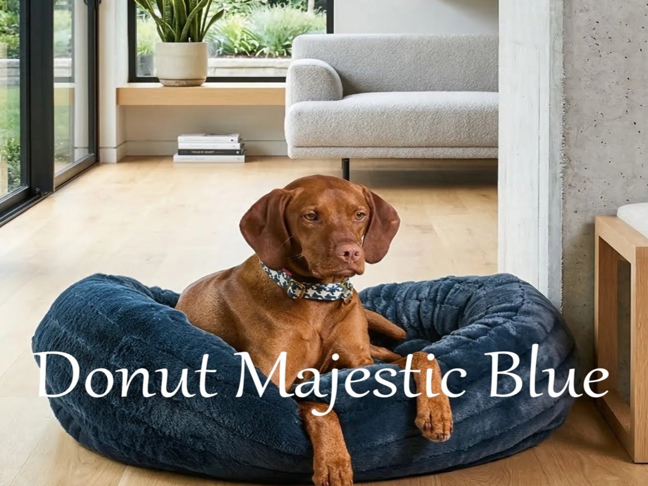 A brown dog sits in a Bowsers pet products plush donut-shaped pet bed in a bright living room. The bed is a deep blue color, and white text across the bottom reads 'Donut Majestic Blue'.