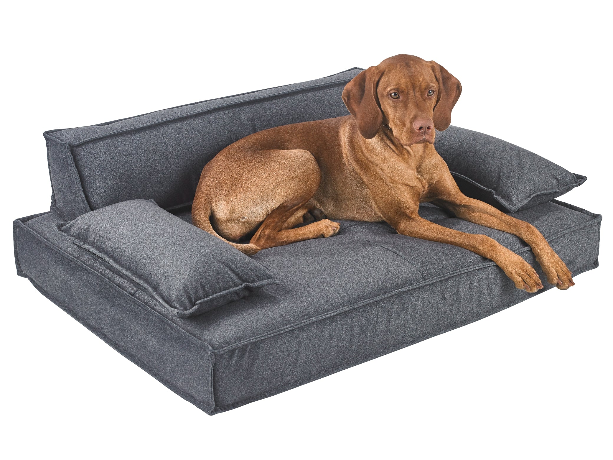 Scandinavia Pet Sofa — Modern Luxury for the Design Forward Home