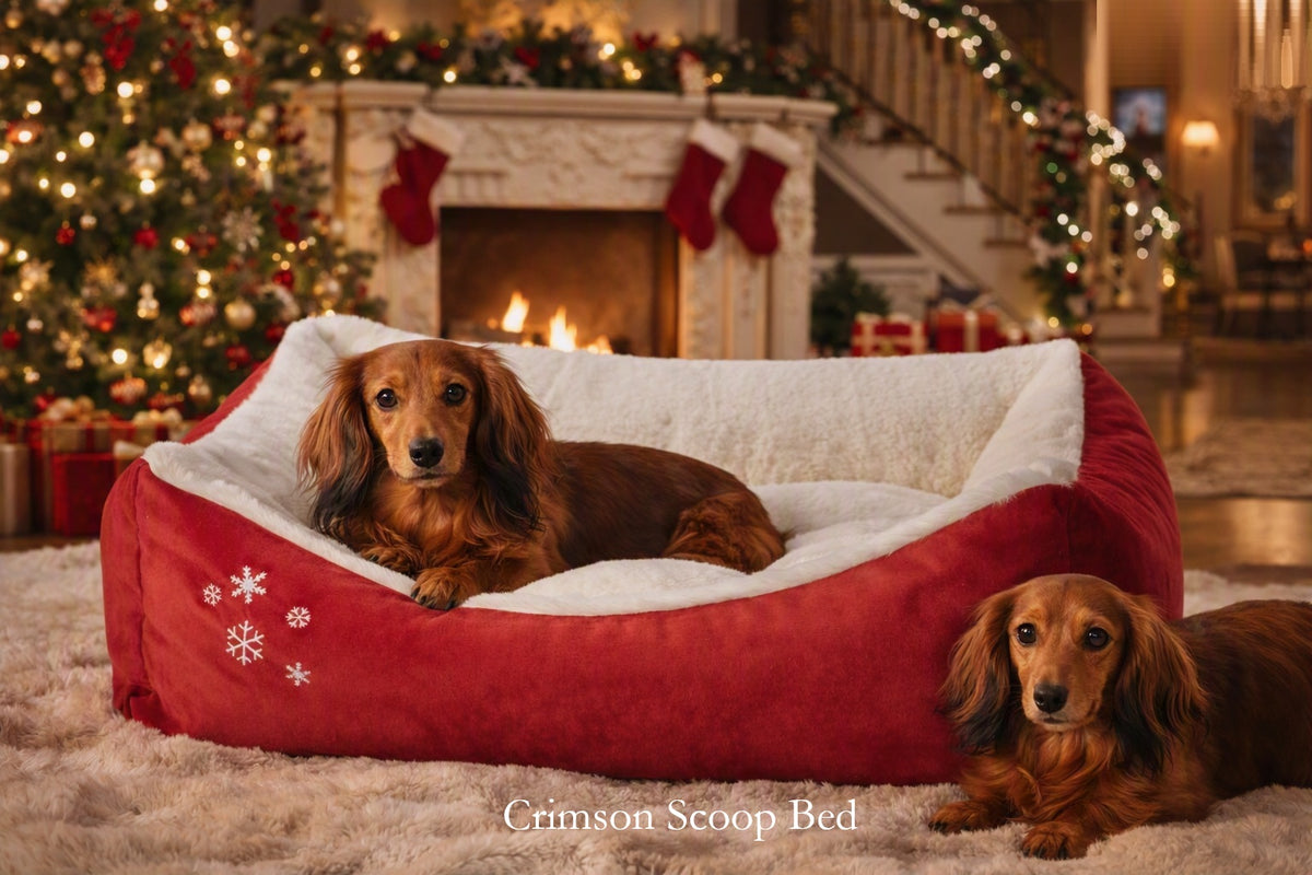 A red and white plush dog scoop bed with two long-haired brown dachshunds resting inside and around it, set in a cozy holiday living room with a fireplace, Christmas tree, and stockings in the background.