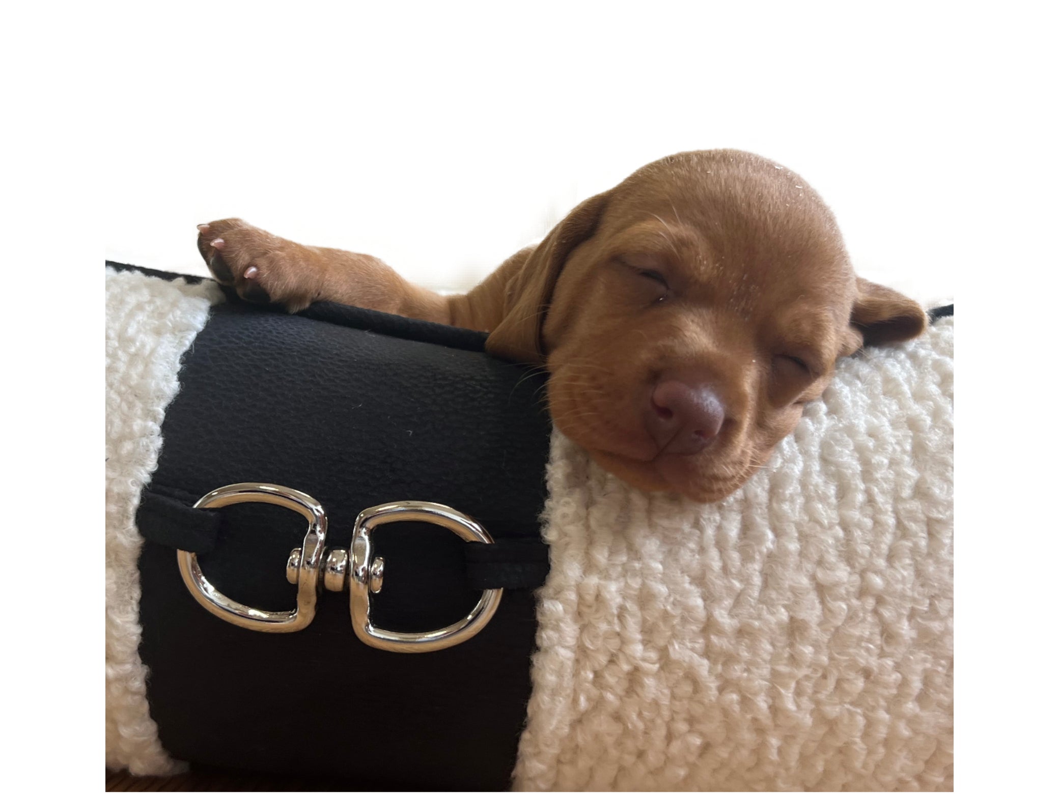 Signature Noir or Coco Scoop Dog Bed