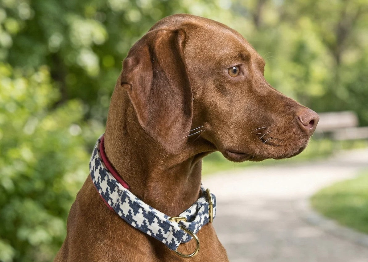 Designer Reversible Slip Collar in Bowsers Fabrics