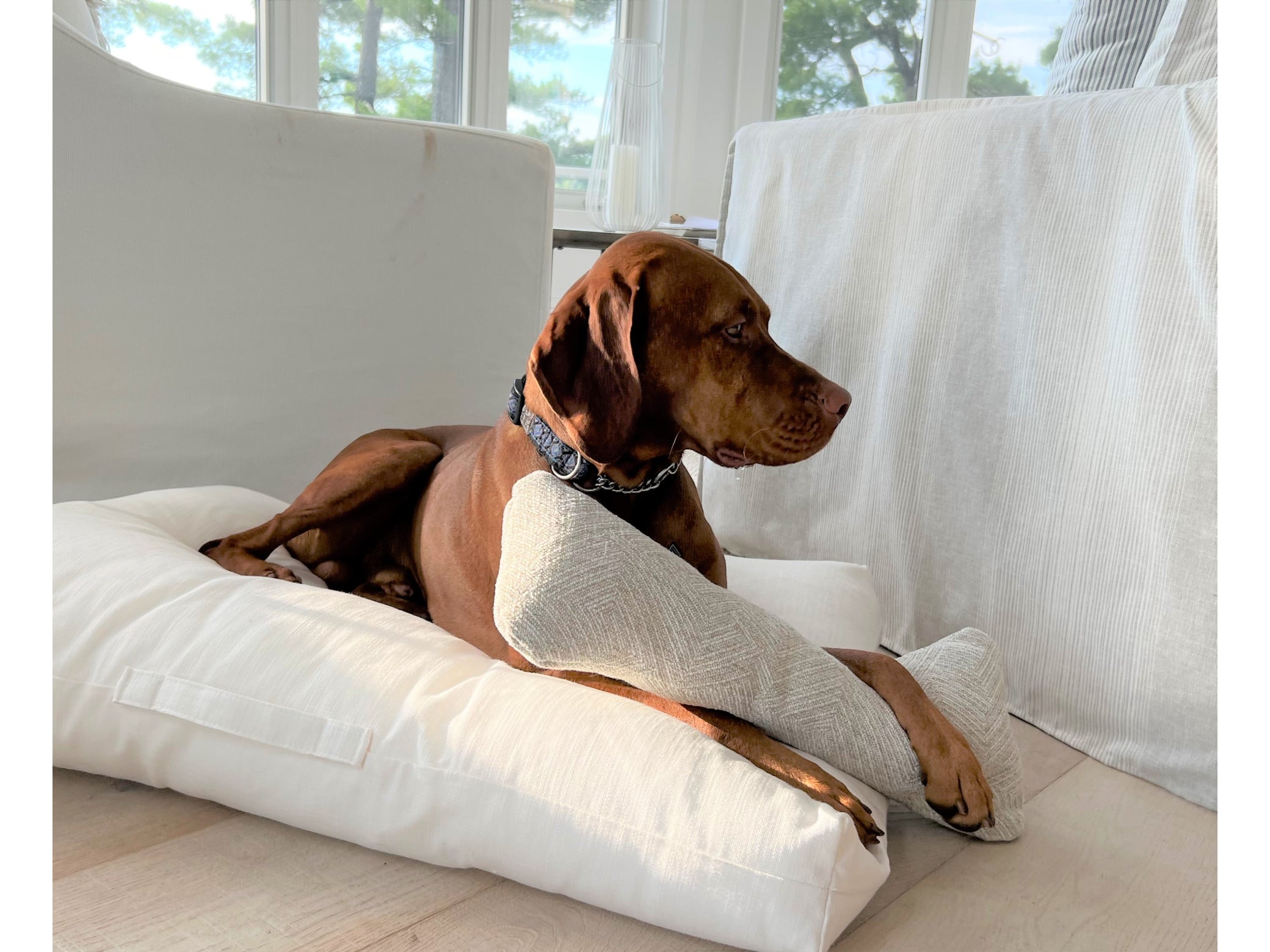 Avenue Luxury Dog Bed