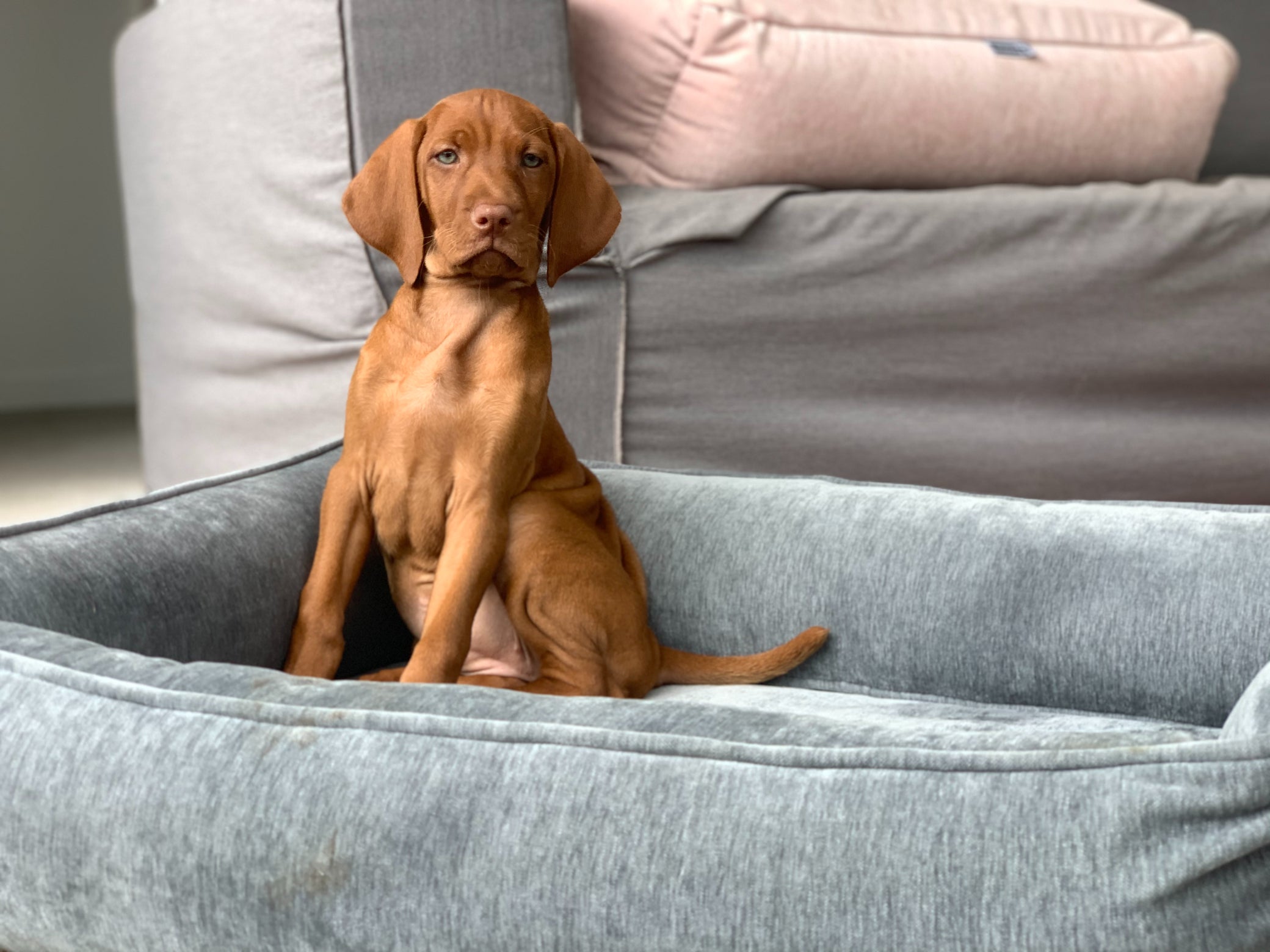 Urban Lounger, One‑Piece Dog Bed with Streamlined Design & Non‑Removable Cushion